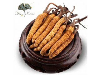 Кордицепс - польза грибов для мозга