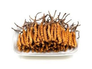 Откройте для себя удивительный мир здоровья с Жидким Кордицепсом – настоящим кладом природы для вашего благополучия!